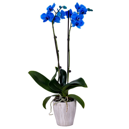 Blue orchid in white vase