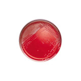 Bd Becton Dickinson - Bbl - 221277 - Media Phenylethyl Alc Agar 4321277 - Carton/100