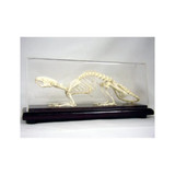 C&a Scientific - 51012 - Rat Skeleton - Each