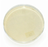 Bd Becton Dickinson - Bbl - 221082 - Prepared Media Soy Agar (Blood Base) Beige Deeps / Pour Tube Format