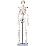 C&a Scientific - 51005-N - Turtle Skeleton, Natural Shell