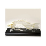 C&a Scientific - 51514 - Disarticulated Dog Skeleton
