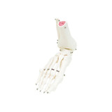 Fabrication Enterprises - Cando - 12-4587R - Anatomical Model - Loose Bones, Leg Skeleton With Hip, Right (Wire)