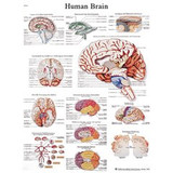 Fabrication Enterprises - Cando - 12-4600L - Anatomical Chart - Human Brain, Laminated