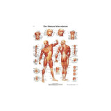 Fabrication Enterprises - Cando - 12-4614L - Anatomical Chart - Musculature, Laminated
