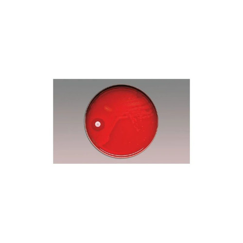 Bd Becton Dickinson - Bbl - 231048 - Taxo P Disc 1 Cartridge - Perishable Product Must Be Refrigerated Non - Returnable - Each