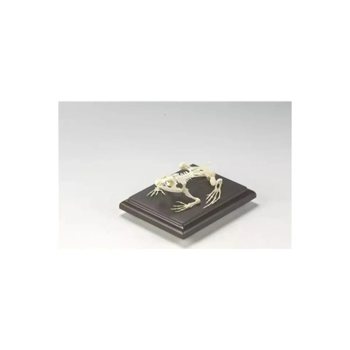 C&a Scientific - 51011 - Bullfrog Skeleton - Each