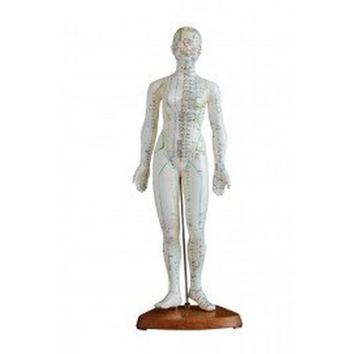 Acuzone - Ear 9" Acupuncture Model - Each