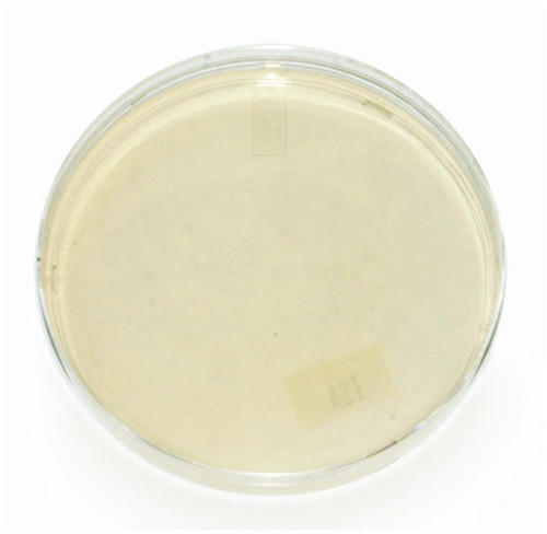 Bd Becton Dickinson - Bbl - 221082 - Prepared Media Soy Agar (Blood Base) Beige Deeps / Pour Tube Format