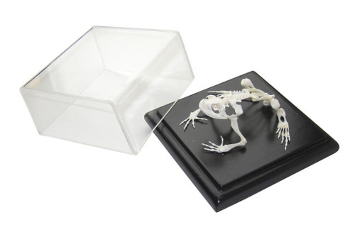 C&a Scientific - 51002 - Toad Skeleton