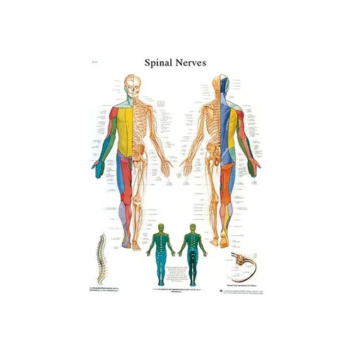 Fabrication Enterprises - 12-4630L - Anatomical Chart - spinal nerves, laminated