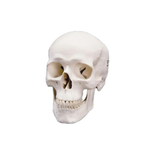 Fabrication Enterprises - Cando - 12-4547 - Anatomical Model - Classic Skull, 3 Part