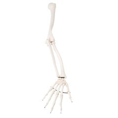 Fabrication Enterprises - Cando - 12-4582R - Anatomical Model - Loose Bones, Arm Skeleton, Right (Wire)
