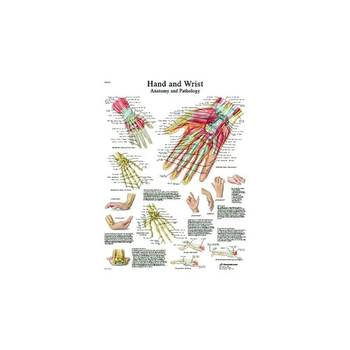 Fabrication Enterprises - Cando - 12-4609L - Anatomical Chart - Hand & Wrist, Laminated