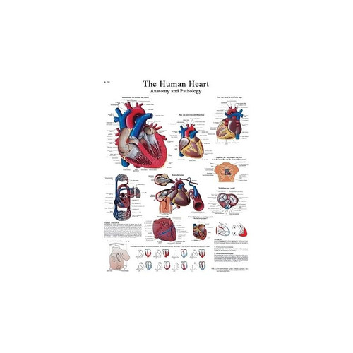 Fabrication Enterprises - Cando - 12-4610L - Anatomical Chart - Human Heart, Laminated