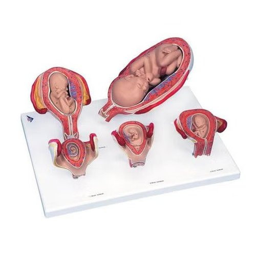 Fabrication Enterprises - Z13217 - Model, Pregnancy Std Series 5