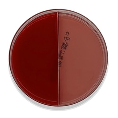 Bd Becton Dickinson - Bbl - 221601 - Media Agar Columbia Cna W/5% Sheep Blood - Package/100