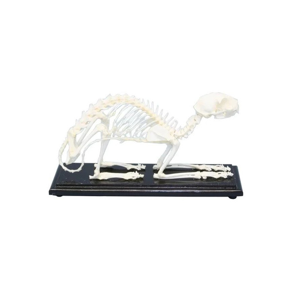 C&a Scientific - 51009 - Cat Skeleton - Each
