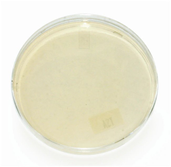 Bd Becton Dickinson - Bbl - 221082 - Prepared Media Soy Agar (Blood Base) Beige Deeps / Pour Tube Format