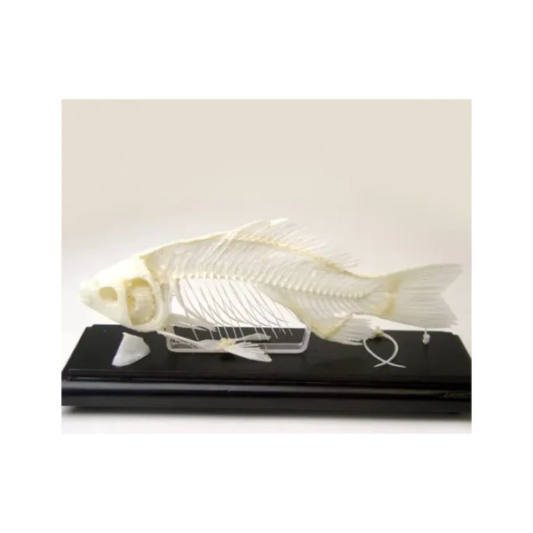 C&a Scientific - 51004 - Rabbit Skeleton