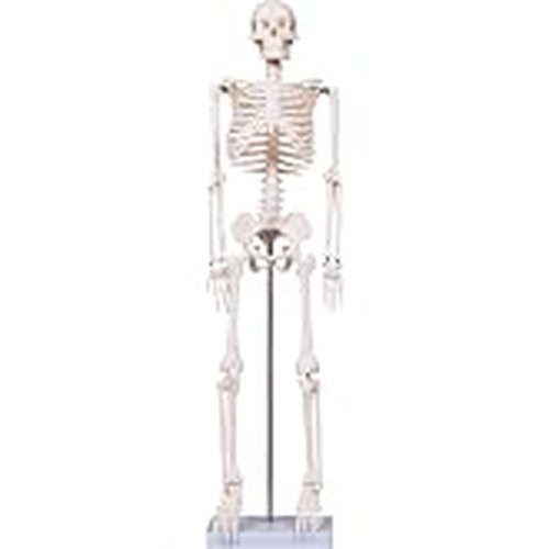 C&a Scientific - 51005 - Turtle Skeleton