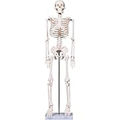 C&a Scientific - 51005-N - Turtle Skeleton, Natural Shell