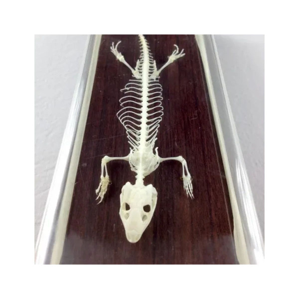 C&a Scientific - 51007 - Lizard Skeleton