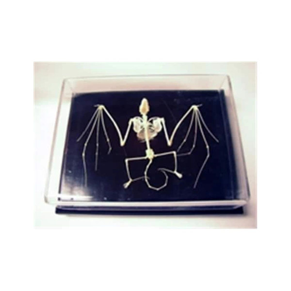 C&a Scientific - 51012-U - Rat Skeleton, Unmounted