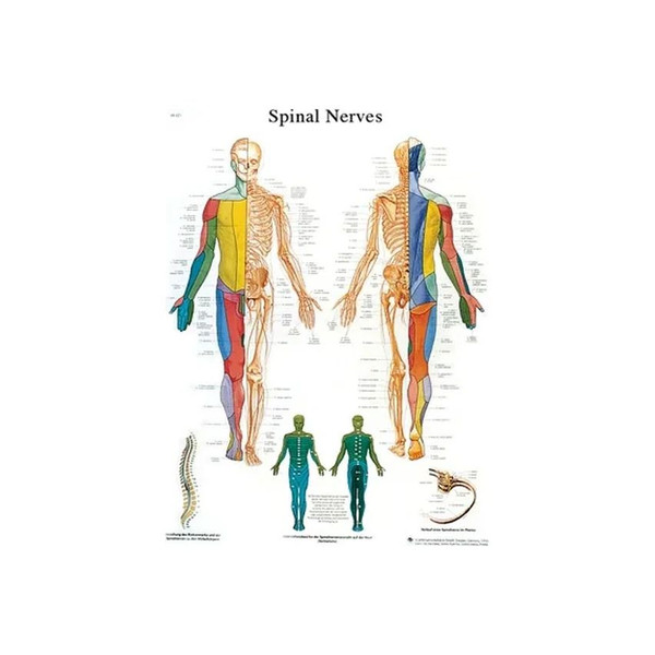 Fabrication Enterprises - 12-4630L - Anatomical Chart - spinal nerves, laminated
