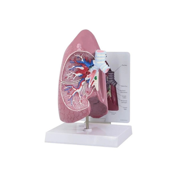 Fabrication Enterprises - 3B Scientific - Z02804 - Lung Model