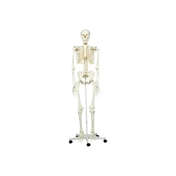 Fabrication Enterprises - Baseline - 12-4500 - Anatomical Model - Stan The Classic Skeleton On Roller Stand