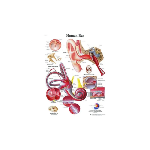Fabrication Enterprises - Cando - 12-4606L - Anatomical Chart - Ear, Laminated