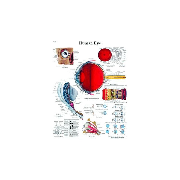 Fabrication Enterprises - Cando - 12-4607L - Anatomical Chart - Eye, Laminated