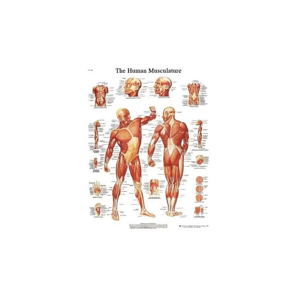 Fabrication Enterprises - Cando - 12-4614L - Anatomical Chart - Musculature, Laminated