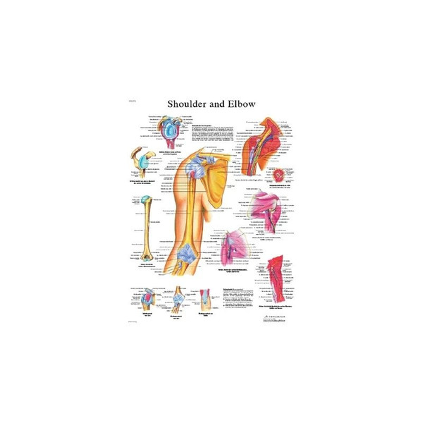 Fabrication Enterprises - Cando - 12-4619L - Anatomical Chart - Shoulder & Elbow, Laminated