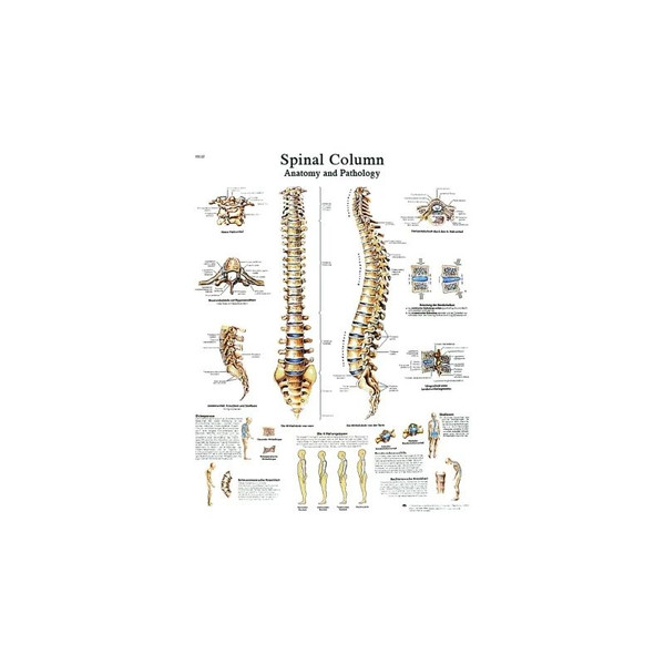 Fabrication Enterprises - Cando - 12-4622L - Anatomical Chart - Spinal Column, Laminated