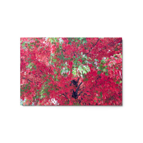 Scarlet red maple tree in Autumn. glossy metal wall decor