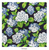 Hydrangea floral print black background draperies custom