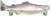 Nautical/Ocean Fish Pull 3'' cc Brushed Nickel 2217-BRN