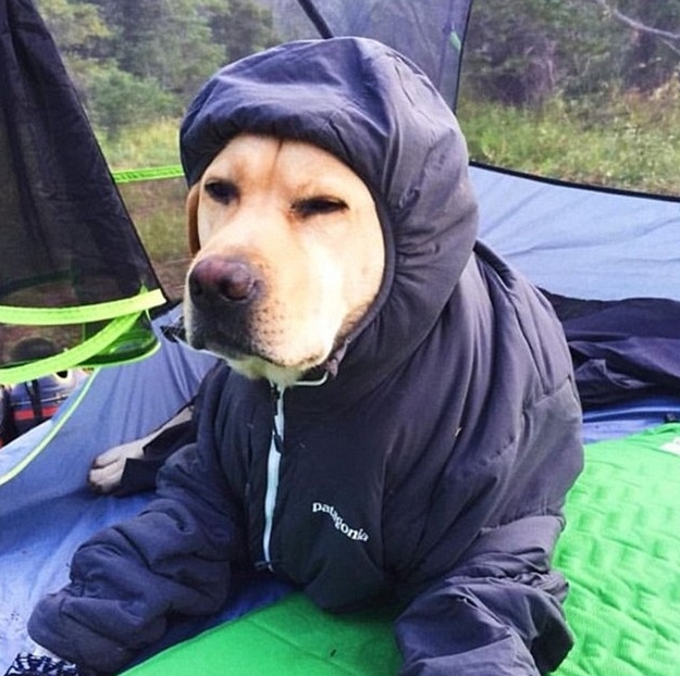 camping-dog-outdoor-stockroom.jpg