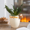 Plant Pot - Hazel Hedgehog