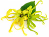 Ylang Ylang Essential Oil