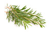 Tea Tree Essential Oil