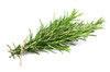 Rosemary Essential Oil