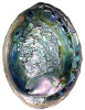 Abalone Shell