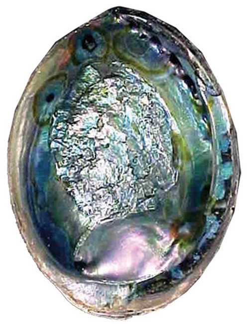 Abalone Shell