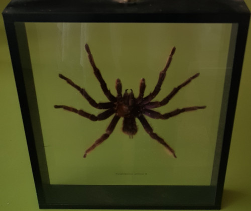 Framed - Male Bird Eating Spider