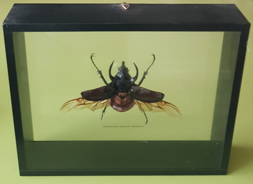 Framed - Giant Rhinoceros Beetle