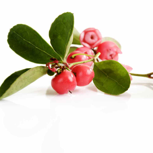 Wintergreen Essential Oil