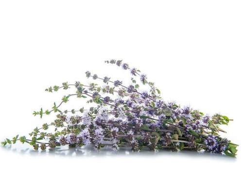 Pennyroyal Essential Oil